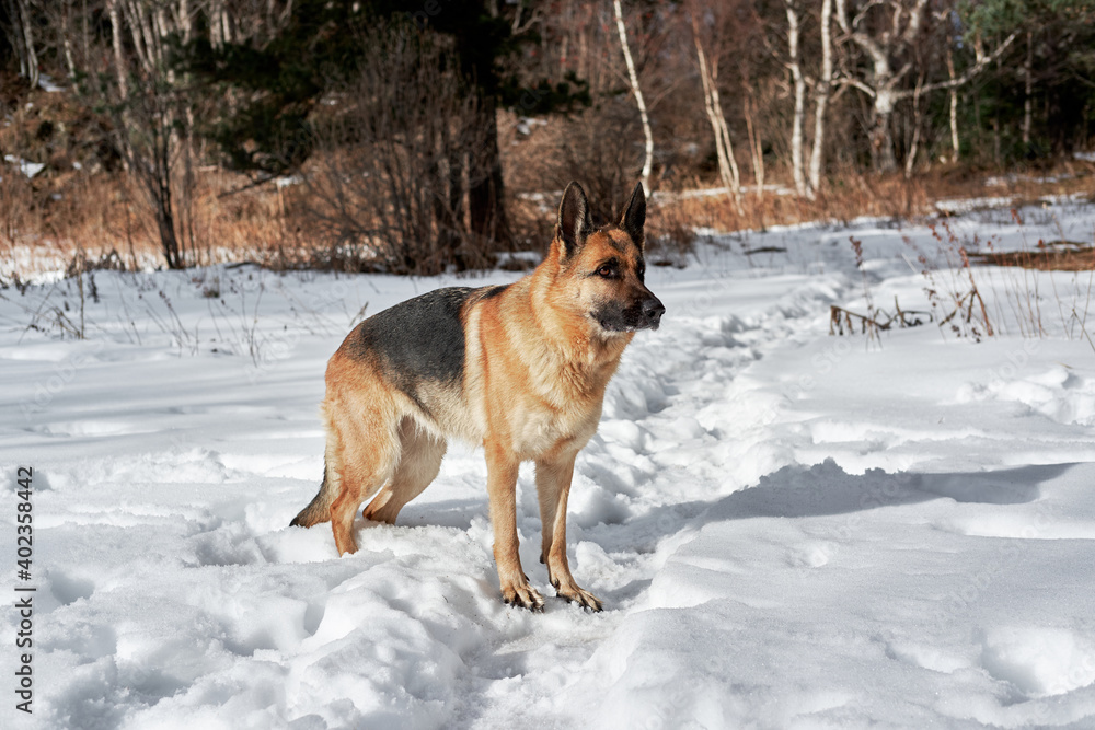 Beautiful winter photo of purebred dog from kennel in horizontal format. Active walk in frosty winter forest with pet. German Shepherd black and red color stands in white snow and poses. Beautiful winter photo of purebred dog from kennel in horizontal format. Active walk in frosty winter forest with pet. German Shepherd black and red color stands in white snow and poses.