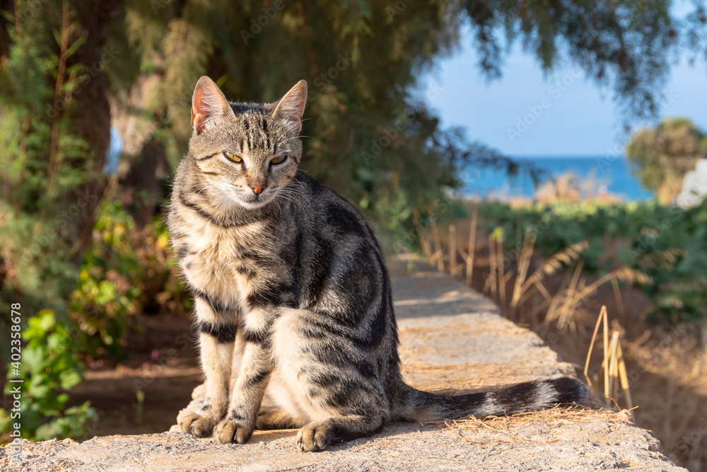 Obraz premium Tabby cat sits outdoors under trees near the sea. Hot, sunny day.