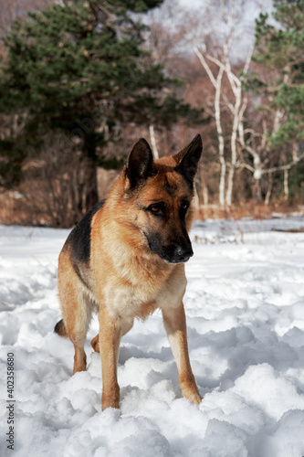 Charming purebred dog on background of green coniferous trees  vertical picture. Beautiful young girl dog breed German Shepherd black and red color stands in winter snow forest and poses.