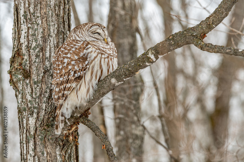 Barred Owl resting on a cold winter day landscape