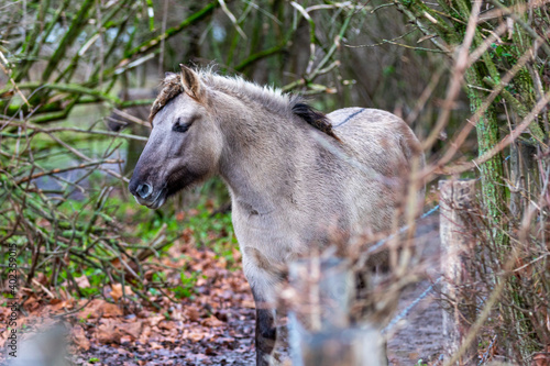 Konik breed horses grazing during sunset in the natural park Eijsder Beemden (english Eijsder Beemden) alongside the river Meuse as part of a natural ecology system in this area photo