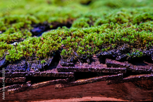 Moss on the roof, old wooden house with green roof. Selective focus