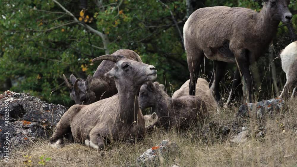 Small group of female Big Horn sheep playfully resting on rugged side hill. Small group of female Big Horn sheep playfully resting on rugged side hill.