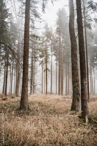 Fichtenwald im Nebel