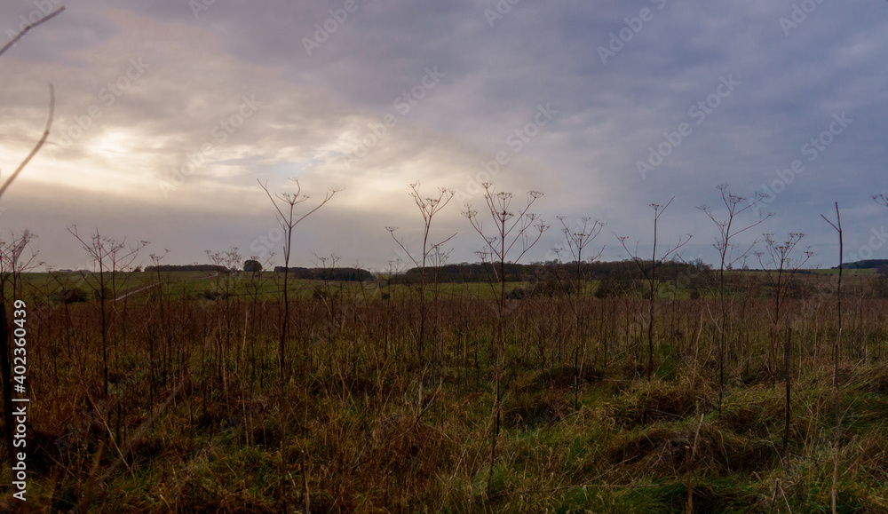 scenic view through autumn meadow grasses across salisbury plain  