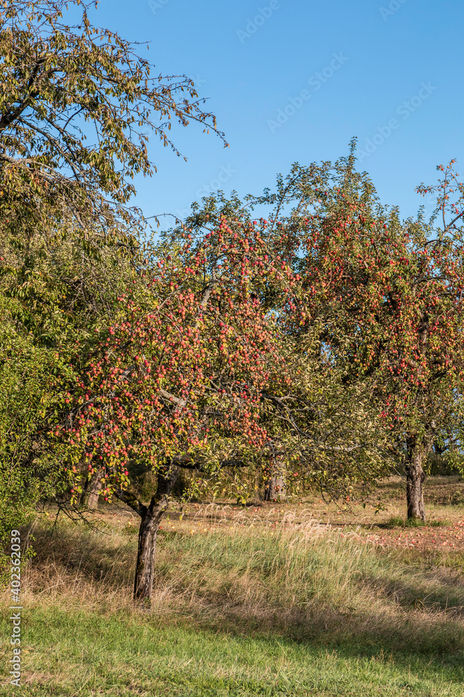 Apple trees with red apples on the green field Apple trees with red apples on the green field