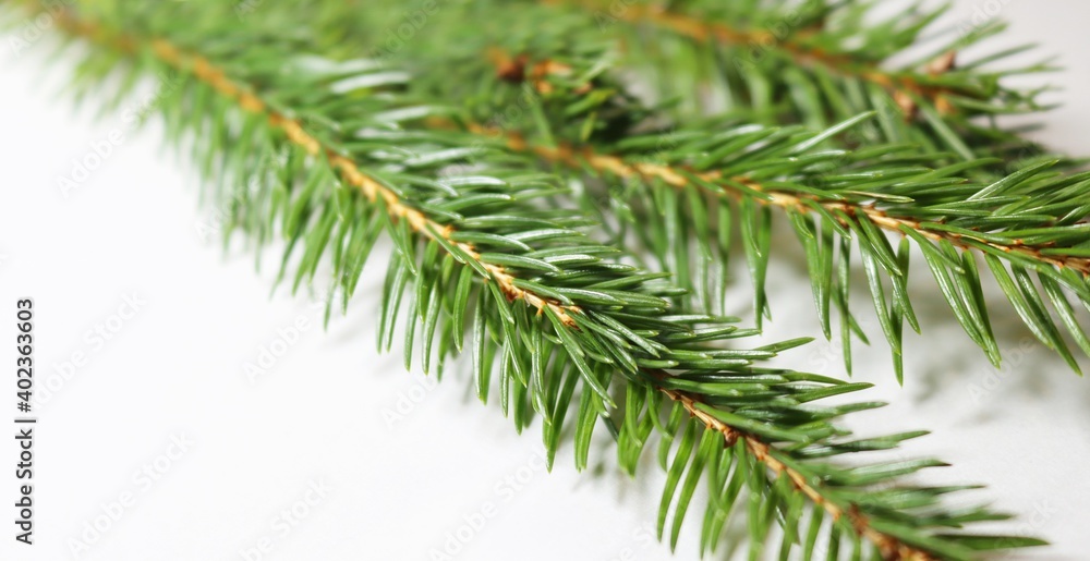 Christmas tree branches Christmas tree branches