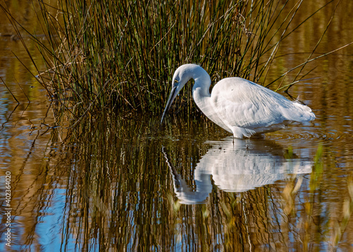 garzetta (egretta garzetta) in caccia nella palude di torre flavia photo