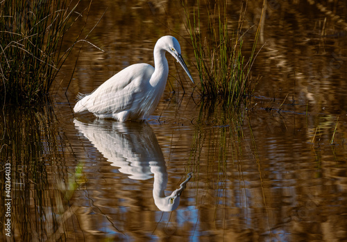 garzetta (egretta garzetta) in caccia nella palude di torre flavia