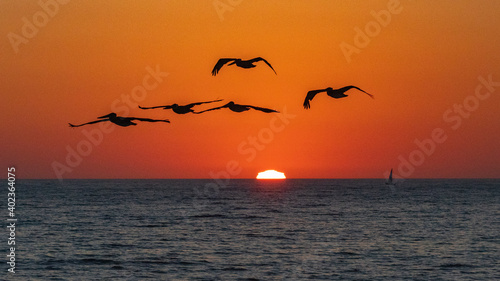 Pelicans Heading to the Sunset © Ric