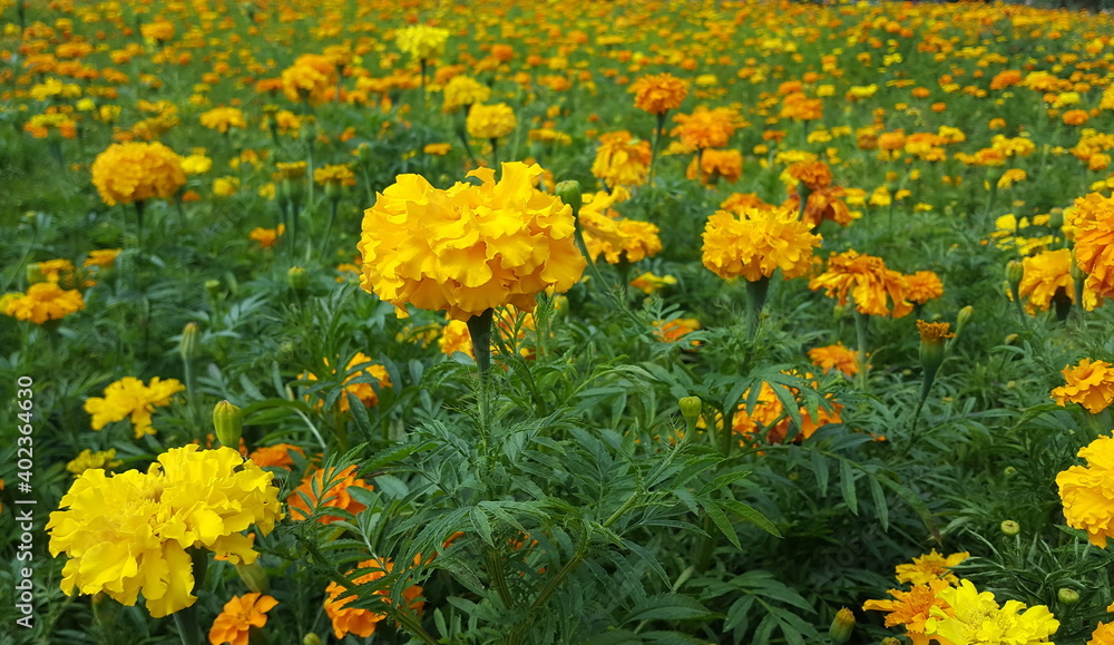 Fototapeta premium Feld mit gelben Tagetes 