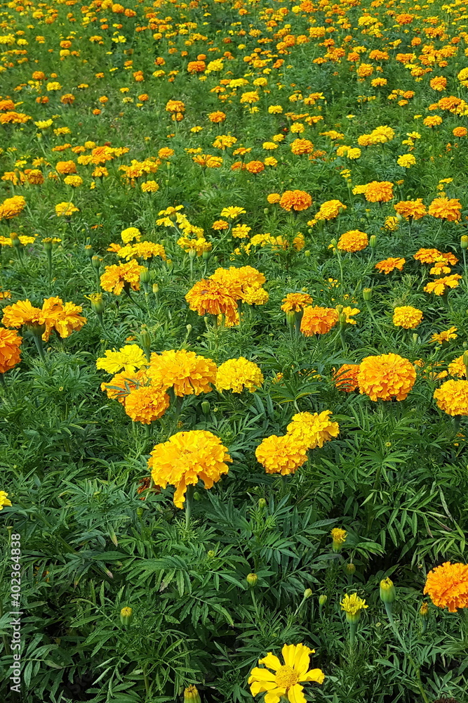 Fototapeta premium Feld mit gelben Tagetes