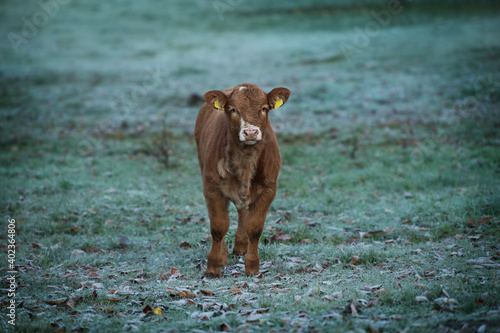 Cow on a wintry pasture