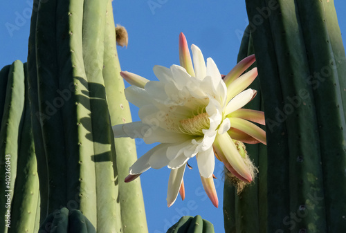 Fotografija Blooming San Pedro Cactus (Latin - Trichocereus pachanoi)