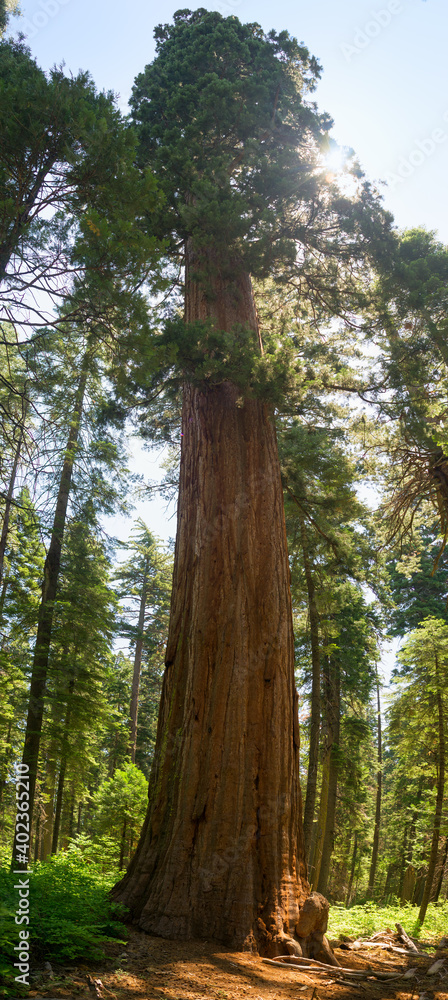 Fototapeta premium Giant sequoia tree in California, towering above normal trees