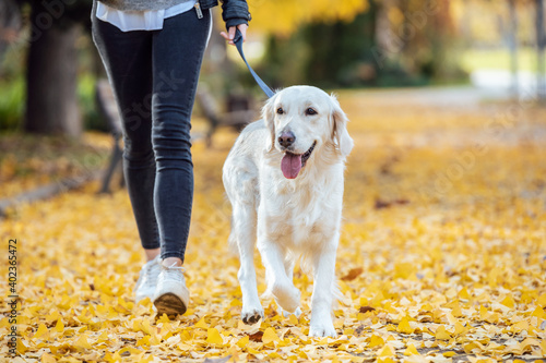 Aattractive young woman walking with her lovely golden retriever dog in the park in autumn. photo