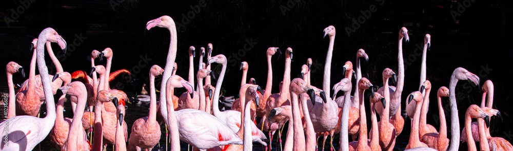 Naklejka premium Flamingos on Black