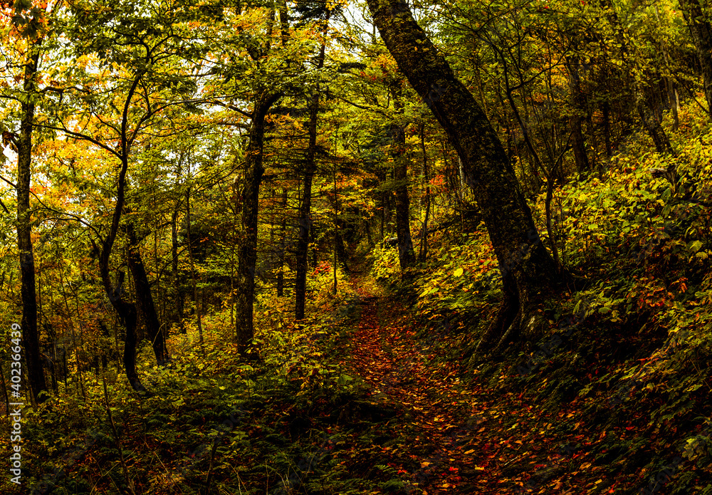 A hiking trail through in Cape Breton Highlands national park during Autumn