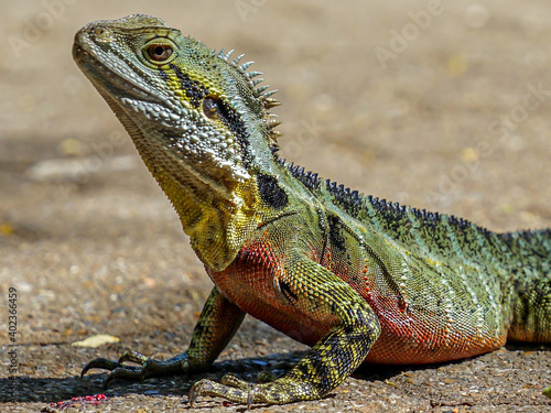 Canvas Print Colourful wild reptile in a park in Singapore