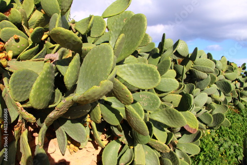 La faune maltaise, le cactus du côté est de Malte