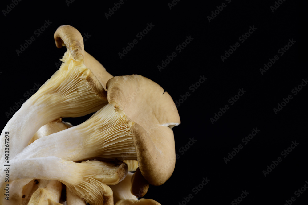 Fototapeta premium Close up of fresh oyster mushrooms protruding into the picture from the side against a dark background