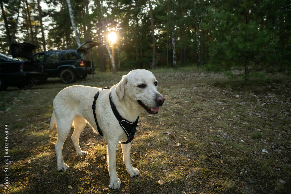 Hund im Wald vor der Sonne