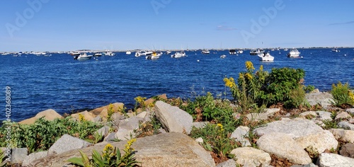 Flower and shrubs by the bay in Plymouth, MA