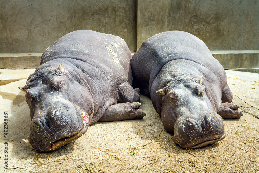 Two hippos sleeping on the ground. Two hippopotamus sleeping next to each other. Hippos sleeping in the zoo. Two hippos sleeping on the ground. Two hippopotamus sleeping next to each other. Hippos sleeping in the zoo.