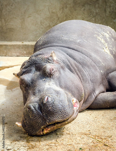 Two hippos sleeping on the ground. Two hippopotamus sleeping next to each other. Hippos sleeping in the zoo.