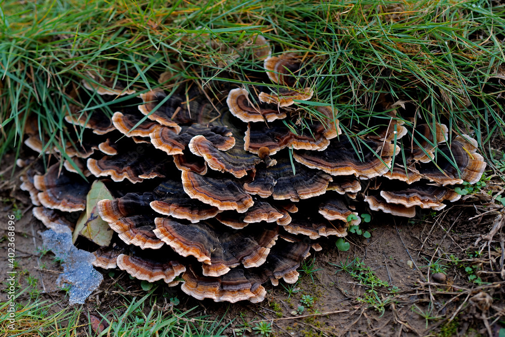 Shell mushrooms around the base of an old cut tree