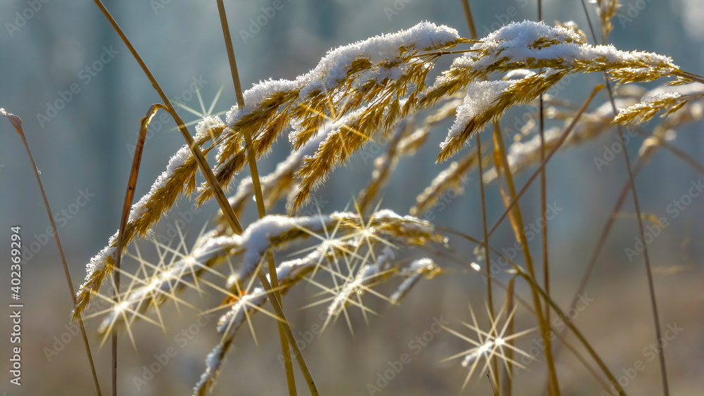 Trawa pokryta śniegiem Trawa pokryta śniegiem