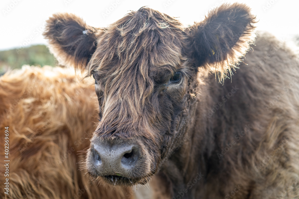Fototapeta premium English Angus breed cow on the coast - Highlander