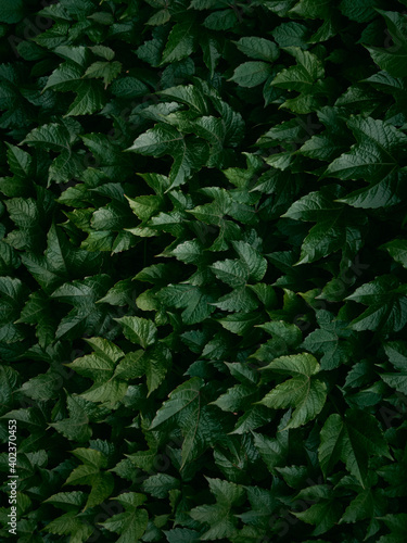 Background of dark green leaves.