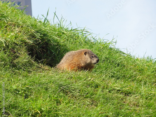 Québec, Québec, marmotte, 2011.