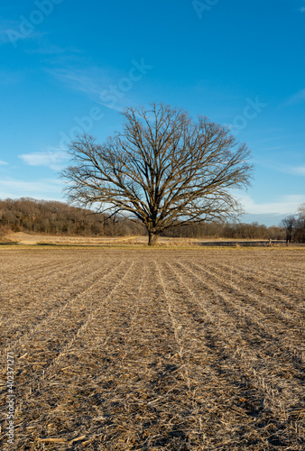Solitary tree along the dirt road on a cold winter afternoon. Magnolia, Illinois.