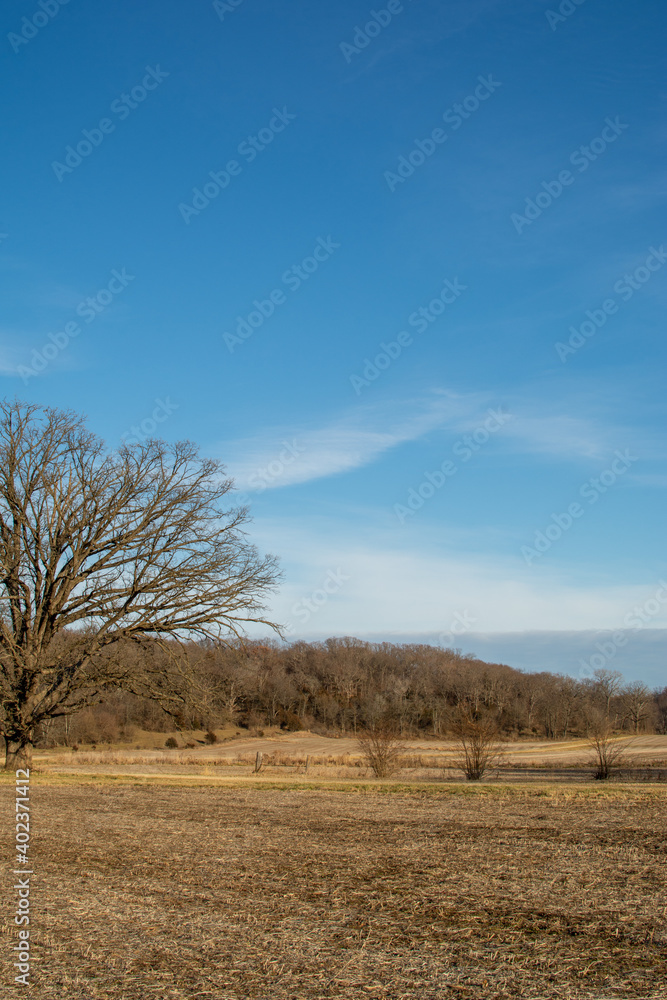 Solitary tree along the dirt road on a cold winter afternoon.  Magnolia, Illinois.