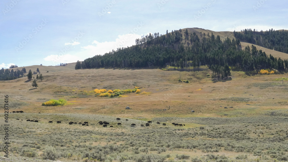 Obraz premium wide angle shot of a bison herd and aspen in the lamar valley of yellowstone