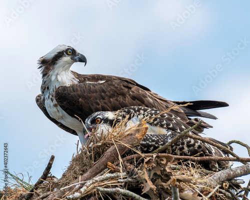 Osprey Nesting 2