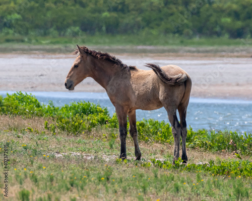 Wild horse on a Summer day
