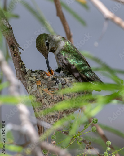 hummingbird feeding young
