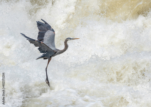 Great Blue Heron flying over the Potomac River photo