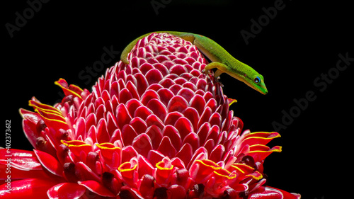 Gecko on Red Ginger
