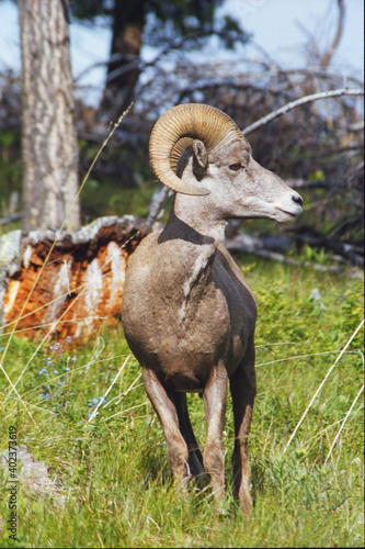 Rocky Mountain Big Horn Sheep - Ovis canadensis