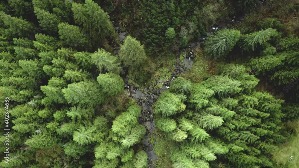 Top down green mountain river at fir forest aerial. Nobody nature landscape. High greenery pine forest on hills. Summer vacation at Carpathians mount, Ukraine, Europe. Cinematic drone shot Top down green mountain river at fir forest aerial. Nobody nature landscape. High greenery pine forest on hills. Summer vacation at Carpathians mount, Ukraine, Europe. Cinematic drone shot