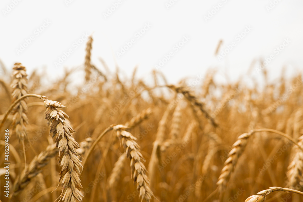 Fototapeta premium Summer landscape of wheat field. Ripe cereals field. Golden spikelets of ripe wheat close up