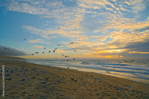 Tropical beach sunset and flock of birds  cloudy sky and sun setting down the horizon