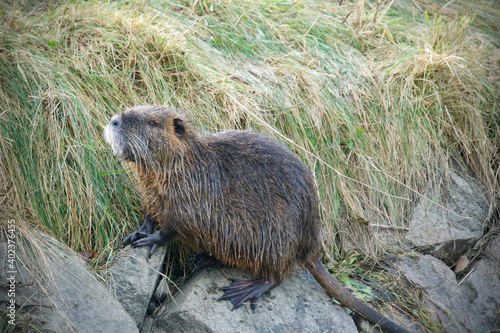 Billede på lærred Wild nutria on the bank of a stream - Myocastor coypus