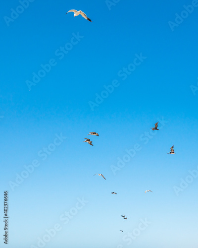 Clear blue sky and silhouette of birds. Flying seagulls and pelicans