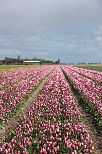 Pink tulips in a field