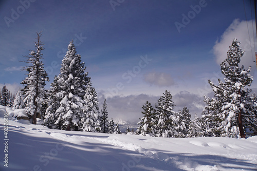 Magical winter landscape scene of snow covered trees after a big snow storm